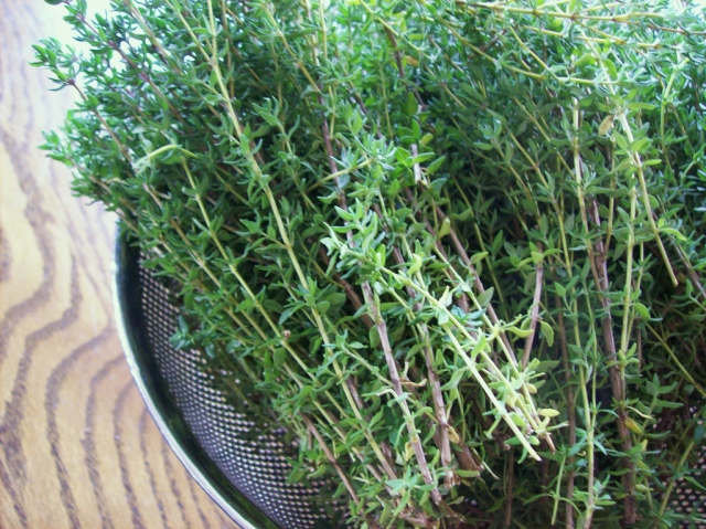 Cỏ xạ hương